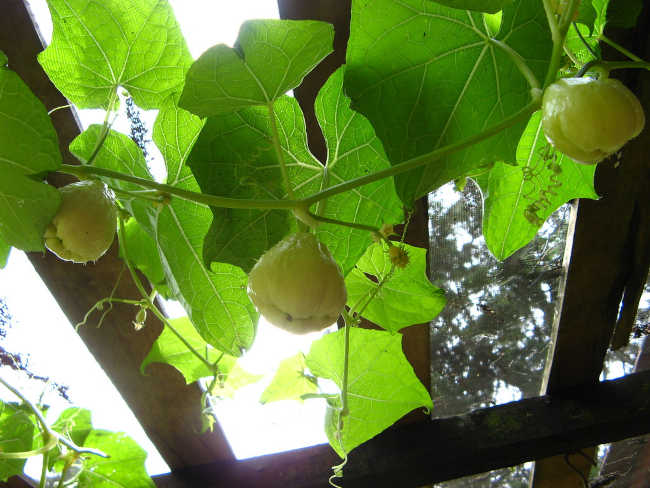 chayote beneficios