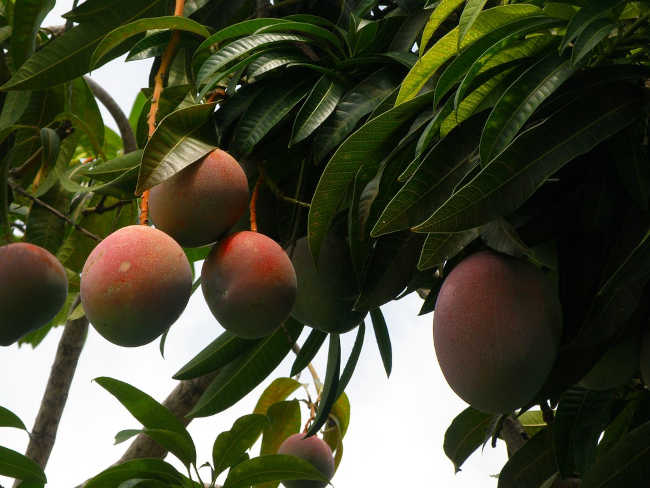 mango beneficios
