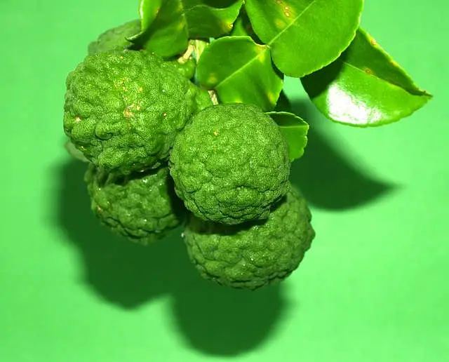 Bergamota