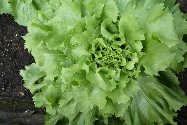 Nutricionales de la Escarola