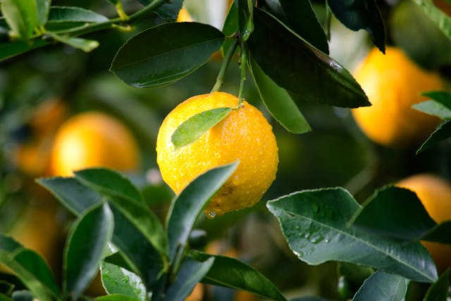 limón es fruta o verdura