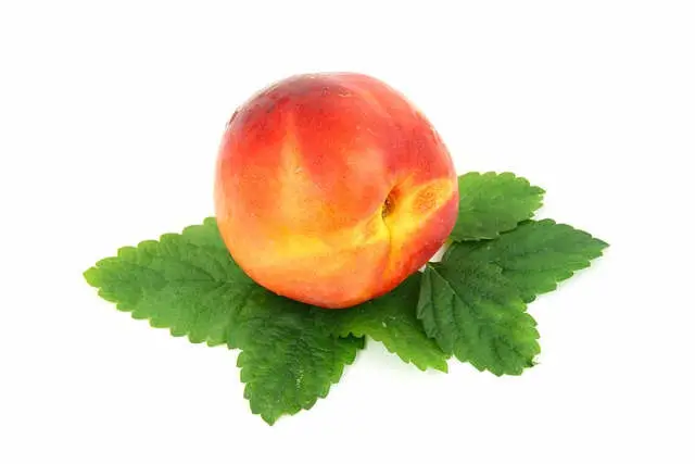 Nectarina