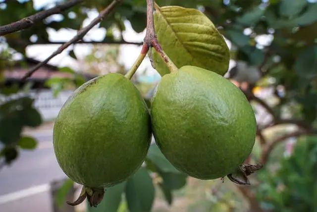 Guayaba