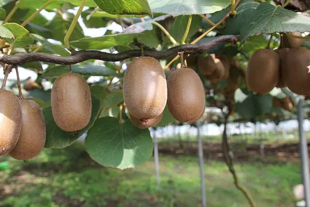 kiwi propiedades nutricionales