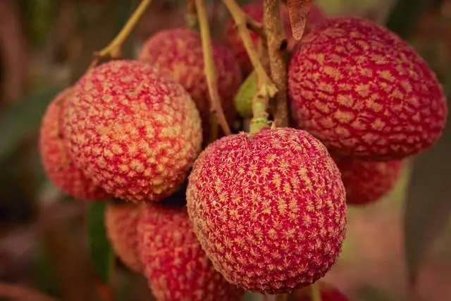 Lichi