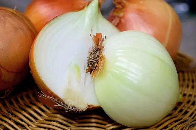 Cebolla