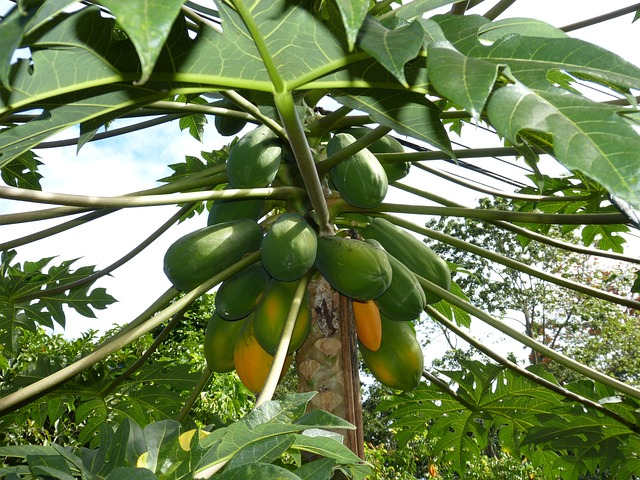 papaya propiedades nutricionales