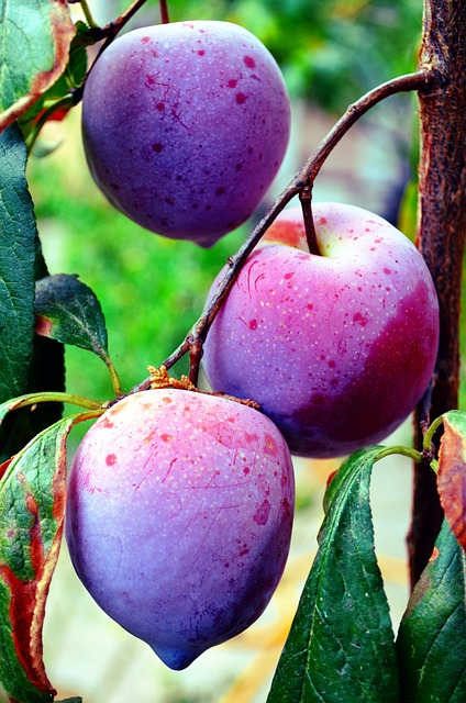 fruta de la pasión propiedades