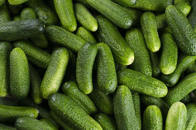 Pepino