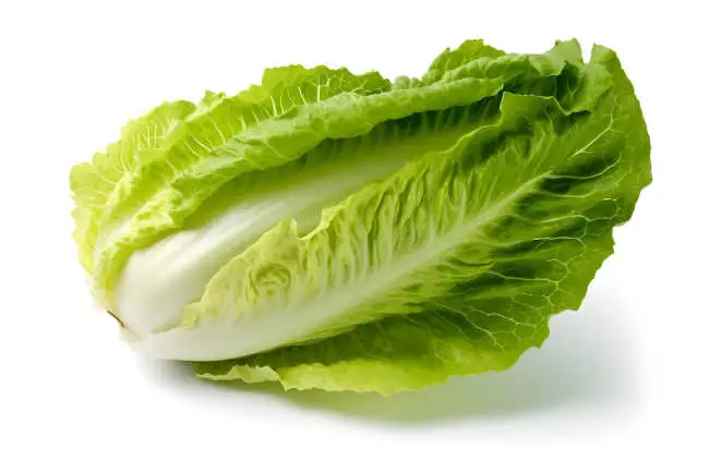 Lechuga