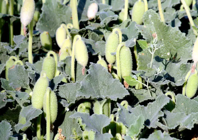 Pepino del diablo
