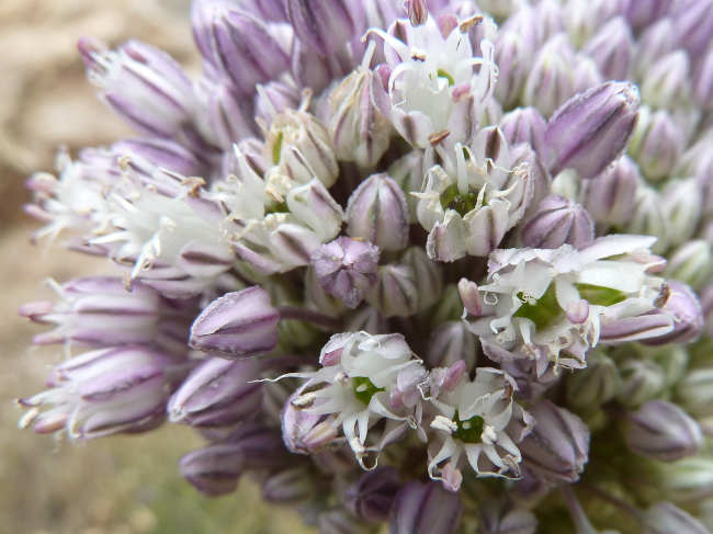 El ajo silvestre como planta ornamental