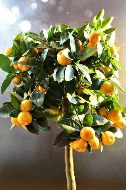 Propagación del Calamondín