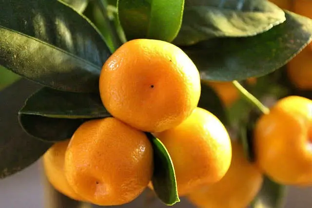 Calamondín