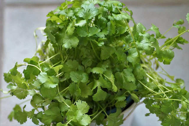 Beneficios para la Salud del Cilantro