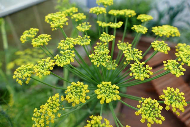 Hinojo la flor