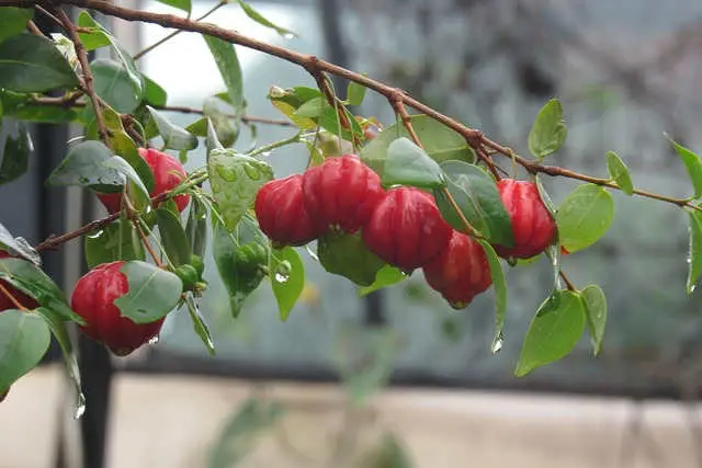 Pitanga o Cereza de Surinam
