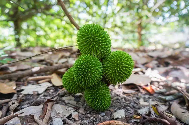 Diferencias con el Lichi y el Rambután