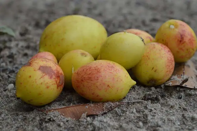Mangaba (Hancornia speciosa)