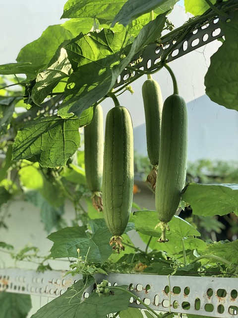 Propiedades de la luffa
