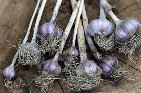 Beneficios de Cultivar Ajo Elefante