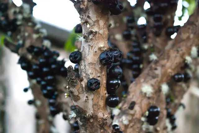 Jabuticaba (Plinia cauliflora)