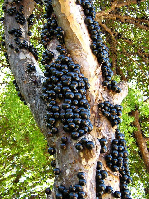 Características del Árbol y Fruto