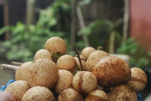 Fijian longan