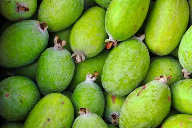Acca o Feijoa (Acca sellowiana)
