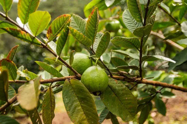 Arazá (Psidium cattleianum)