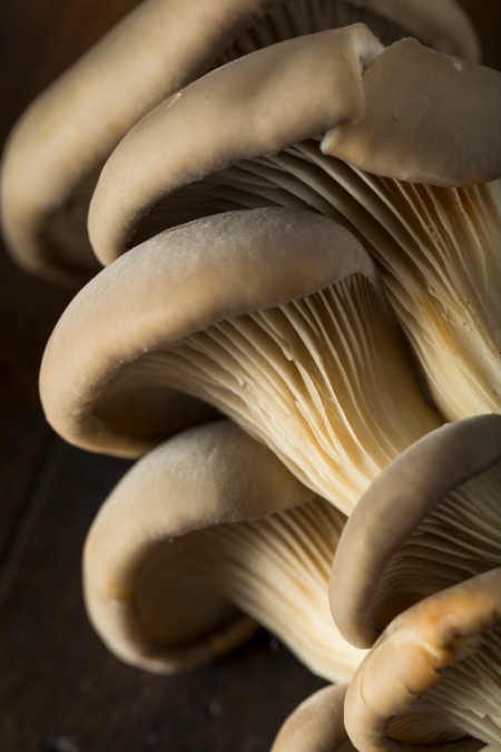 Propiedades medicinales de las setas de ostra