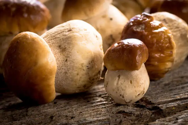 Hongo porcini